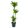 Dracaena Golden Coast - Op Stam - Drakenbloedboom - P27 H150 - Kamerplant