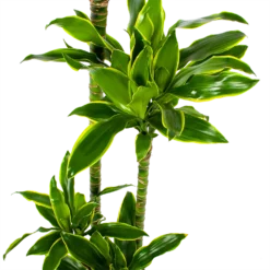 Dracaena Golden Coast - Op Stam - Drakenbloedboom - P27 H150 - Kamerplant 5 Dracaena Golden Coast - Op Stam - Drakenbloedboom - P27 H150 - Kamerplant -Tuin Magisch Verkoop dracaena golden coast op stam drakenbloedboom p27 h150 5