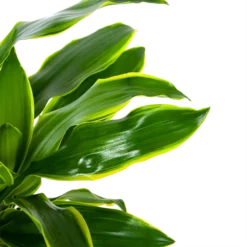 Dracaena Golden Coast - Op Stam - Drakenbloedboom - P27 H150 - Kamerplant 6 Dracaena Golden Coast - Op Stam - Drakenbloedboom - P27 H150 - Kamerplant -Tuin Magisch Verkoop dracaena golden coast op stam drakenbloedboom p27 h150 6