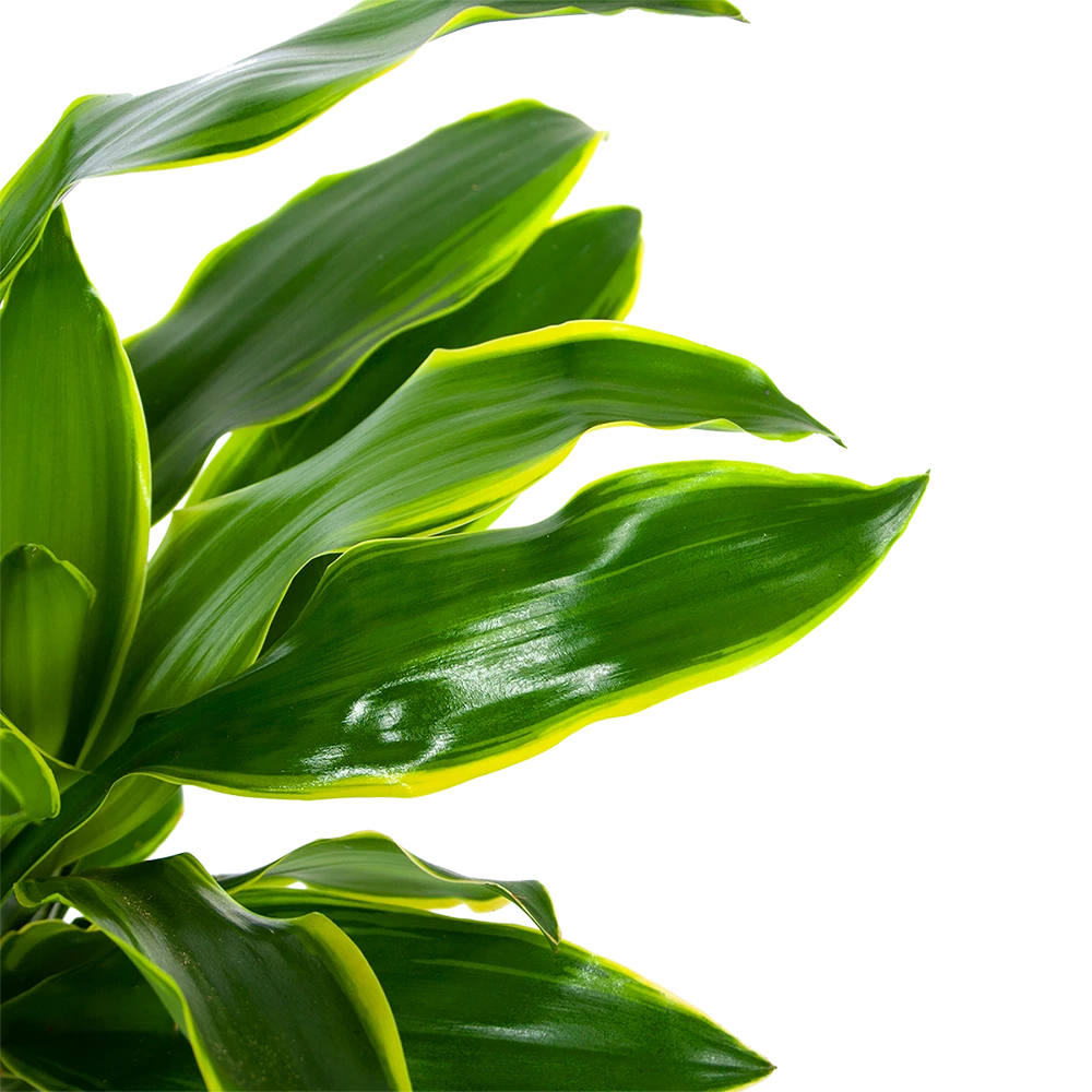 Dracaena Golden Coast - Op Stam - Drakenbloedboom - P27 H150 - Kamerplant 3 Dracaena Golden Coast - Op Stam - Drakenbloedboom - P27 H150 - Kamerplant - Afbeelding 3