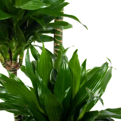 Dracaena Green Jewel - Op Stam - Drakenbloedboom - P28 H140 - Kamerplant -Tuin Magisch Verkoop dracaena green jewel op stam drakenbloedboom p28 h140 6