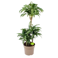 Dracaena Jade Jewel - Op Stam - Drakenbloedboom - P24 H100 - Kamerplant