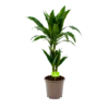 Dracaena Janet Craig - Op Stam - Drakenbloedboom - P17 H70 - Kamerplant