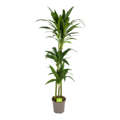 Dracaena Janet Craig - Op Stam - Drakenbloedboom - P24 H140 - Kamerplant