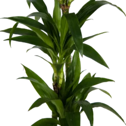 Dracaena Janet Craig - Op Stam - Drakenbloedboom - P24 H140 - Kamerplant -Tuin Magisch Verkoop dracaena janet craig op stam drakenbloedboom p24 h140 kamerplant 3
