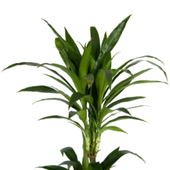 Dracaena Janet Craig - Op Stam - Drakenbloedboom - P24 H140 - Kamerplant -Tuin Magisch Verkoop dracaena janet craig op stam drakenbloedboom p24 h140 kamerplant 4