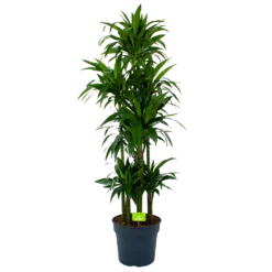 Dracaena Janet Craig - Op Stam - Drakenbloedboom - P34 H170 - Kamerplant