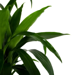 Dracaena Janet Craig - Op Stam - Drakenbloedboom - P34 H170 - Kamerplant -Tuin Magisch Verkoop dracaena janet craig op stam drakenbloedboom p34 h170 6 1