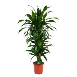 Dracaena Janet Craig - Vertrakt - Drakenbloedboom - P24 H110 - Kamerplant