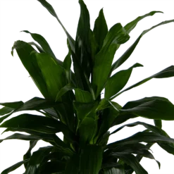 Dracaena Janet Craig - Vertrakt - Drakenbloedboom - P24 H110 - Kamerplant -Tuin Magisch Verkoop dracaena janet craig vertrakt drakenbloedboom p24 h110 kamerplant 4