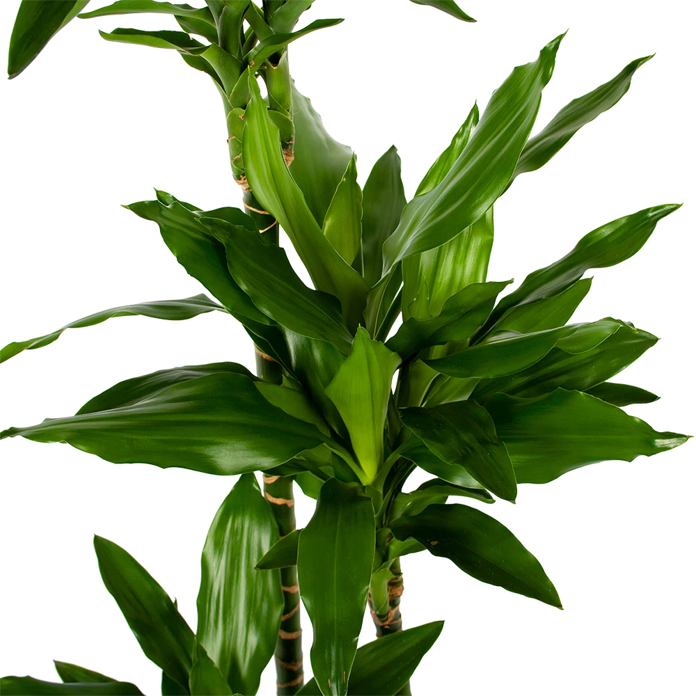 Dracaena Janet Lind - Op Stam - Drakenbloedboom - P27 H150 - Kamerplant 2 Dracaena Janet Lind - Op Stam - Drakenbloedboom - P27 H150 - Kamerplant - Afbeelding 2