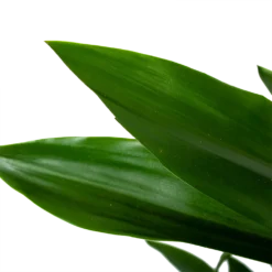 Dracaena Janet Lind - Vertakt - Drakenbloedboom - P21 H80 - Kamerplant -Tuin Magisch Verkoop dracaena janet lind vertakt drakenbloedboom p21 h80 6