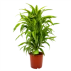 Dracaena Lemon Lime - Vertakt - Drakenbloedboom - P24 H110 - Kamerplant