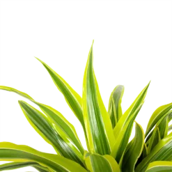 Dracaena Lemon Lime - Op Stam - Drakenbloedboom - P21 H100 - Kamerplant -Tuin Magisch Verkoop dracaena lemon lime op stam drakenbloedboom p21 h100 6 1
