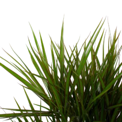 Dracaena Marginata Groen - Vertakt - Drakenbloedboom - P27 H120 - Kamerplant -Tuin Magisch Verkoop dracaena marginata groen vertakt drakenbloedboom p27 h120 6 3