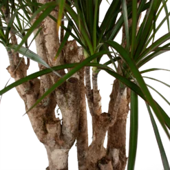 Dracaena Marginata Groen - Vertakt - Drakenbloedboom - P30 H140 - Kamerplant -Tuin Magisch Verkoop dracaena marginata groen vertakt drakenbloedboom p30 h140 5