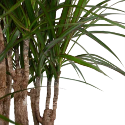 Dracaena Marginata Groen - Vertakt - Drakenbloedboom - P30 H140 - Kamerplant -Tuin Magisch Verkoop dracaena marginata groen vertakt drakenbloedboom p30 h140 6