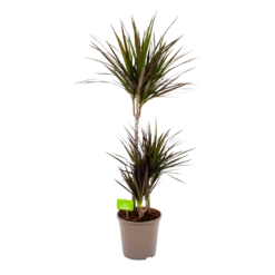 Dracaena Marginata Magenta - Op Stam - Drakenbloedboom-p24 H120 - Kamerplant