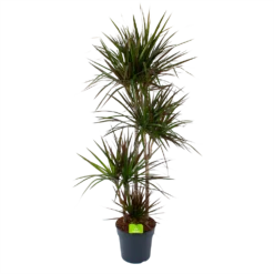 Dracaena Marginata Magenta - Op Stam - Drakenbloedboom - P27 H150 - Kamerplant