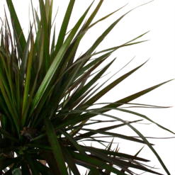 Dracaena Marginata Magenta - Op Stam - Drakenbloedboom - P27 H150 - Kamerplant -Tuin Magisch Verkoop dracaena marginata magenta op stam drakenbloedboom p27 h150 6