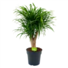 Dracaena Reflexa Anita - Enkele Stam - Drakenbloedboom - P21 H80 - Kamerplant