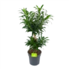 Dracaena Reflexa - Vertakt - Drakenbloedboom - P24 H90 - Kamerplant