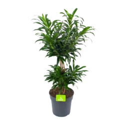 Dracaena Reflexa - Vertakt - Drakenbloedboom - P24 H90 - Kamerplant