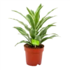 Dracaena White Jewel - Drakenbloedboom - P17 H45 - Kamerplant