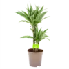 Dracaena White Stripe - Op Stam - Drakenbloedboom - P17 H65 - Kamerplant