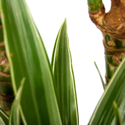 Dracaena White Stripe - Op Stam - Drakenbloedboom - P24 H150 - Kamerplant -Tuin Magisch Verkoop dracaena white stripe op stam drakenbloedboom p24 h150 6 1