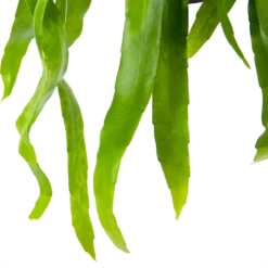 Epiphyllum Pumilum - In Hangpot - P17 H40 - Kamerplant -Tuin Magisch Verkoop epiphyllum pumilum in hangpot p17 h40 6 1