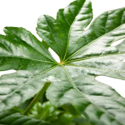 Fatsia Japonica - Vingerplant - P19 H60 - Kamerplant -Tuin Magisch Verkoop fatsia japonica vingerplant p19 h60 5