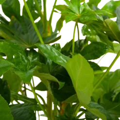 Fatsia Japonica - Vingerplant - P19 H60 - Kamerplant -Tuin Magisch Verkoop fatsia japonica vingerplant p19 h60 6