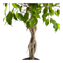 Ficus Benjamina Exotica Op Gevlochten Stam - Treurvijg - P24 H100 - Kamerplant -Tuin Magisch Verkoop ficus benjamina exotica op gevlochten stam treurvijg p24 h100 3