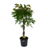 Ficus Binnendijkii Amstel King Op Gevlochten Stam - Treurvijg - P31 H140 - Kamerplant