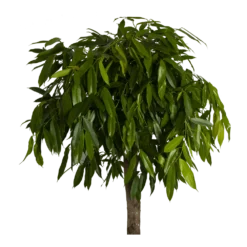 Ficus Binnendijkii Amstel King Op Stam - Treurvijg - P40 H170 - Kamerplant -Tuin Magisch Verkoop ficus binnendijkii amstel king op stam treurvijg p40 h170 3