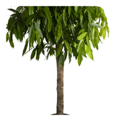 Ficus Binnendijkii Amstel King Op Stam - Treurvijg - P40 H170 - Kamerplant -Tuin Magisch Verkoop ficus binnendijkii amstel king op stam treurvijg p40 h170 4
