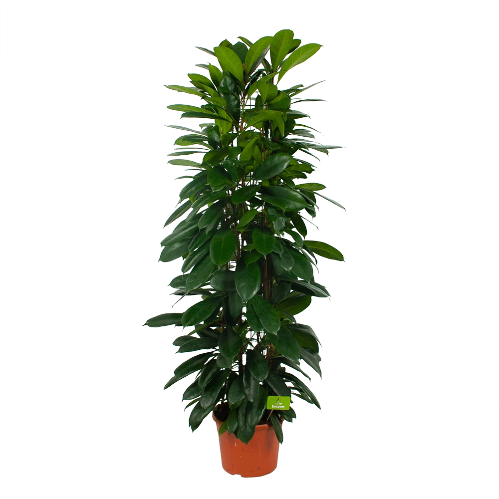 Ficus Cyathistipula - Groene Vijg - Op Zuil - P29 H150 - Kamerplant - Afbeelding 2