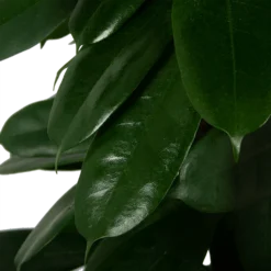 Ficus Cyathistipula - Groene Vijg - Op Zuil - P29 H150 - Kamerplant -Tuin Magisch Verkoop ficus cyathistipula groene vijg op zuil p29 h150 5