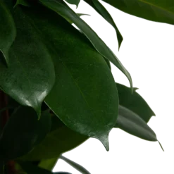 Ficus Cyathistipula - Groene Vijg - Op Zuil - P29 H150 - Kamerplant -Tuin Magisch Verkoop ficus cyathistipula groene vijg op zuil p29 h150 6