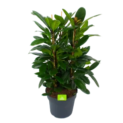 Ficus Cyathistipula - Groene Vijg - Toef - P34 H120 - Kamerplant