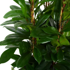 Ficus Cyathistipula - Groene Vijg - Toef - P34 H120 - Kamerplant -Tuin Magisch Verkoop ficus cyathistipula groene vijg toef p34 h120 6 3