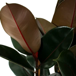 Ficus Elastica Abidjan - Rubberboom - P27 H100 - Kamerplant -Tuin Magisch Verkoop ficus elastica abidjan treurvijg p27 h100 5