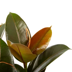 Ficus Elastica Melany - Rubberboom - P19 H55 - Kamerplant -Tuin Magisch Verkoop ficus elastica melany rubberboom p19 h55 6