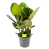 Ficus Elastica Robusta - Rubberboom - P19 H55 - Kamerplant