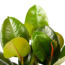 Ficus Elastica Robusta - Rubberboom - P19 H55 - Kamerplant -Tuin Magisch Verkoop ficus elastica robusta rubberboom p19 h55 5