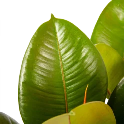 Ficus Elastica Robusta - Rubberboom - P19 H55 - Kamerplant -Tuin Magisch Verkoop ficus elastica robusta rubberboom p19 h55 6