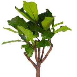 Ficus Lyrata Op Stam - Tabaksplant - P30 H150 - Kamerplant -Tuin Magisch Verkoop ficus lyrata op stam tabaksplant p30 h150 kamerplant 3