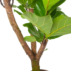 Ficus Lyrata Vertakt - Tabaksplant - P24 H130 - Kamerplant -Tuin Magisch Verkoop ficus lyrata tabaksplant p24 h130 6 3