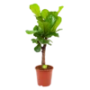 Ficus Lyrata Vertakt - Tabaksplant - P27 H110 - Kamerplant